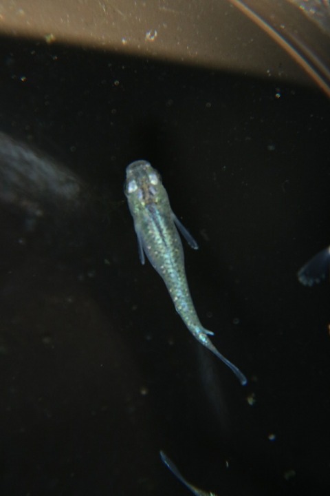 [画像:ebe8cb47-s.jpg]