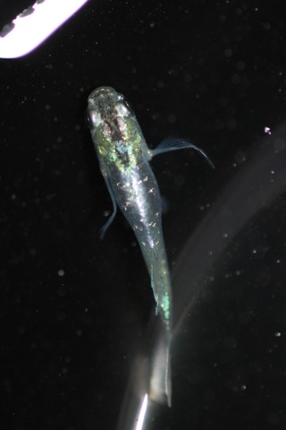 20200728185130_IMG_2063