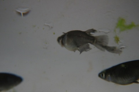 [画像:ec45461f-s.jpg]