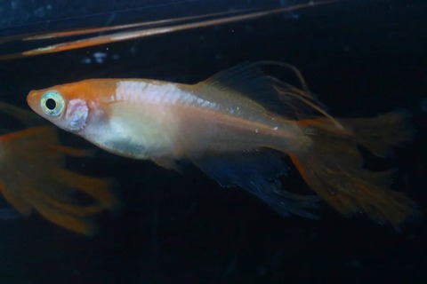 IMG_20240327_173146_186