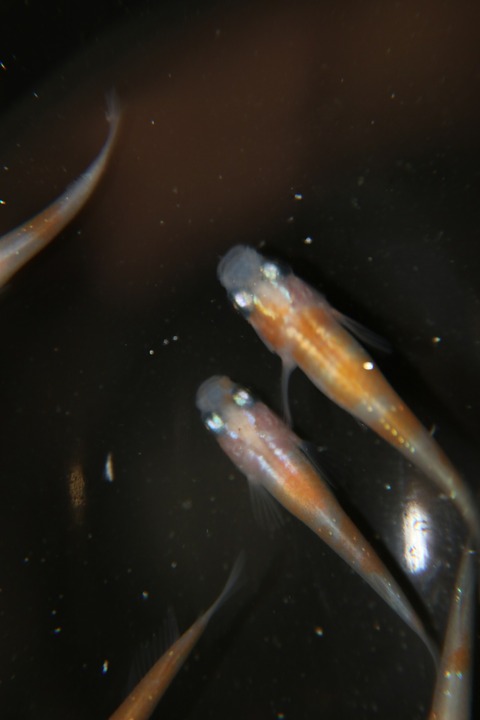 [画像:efe65fff-s.jpg]