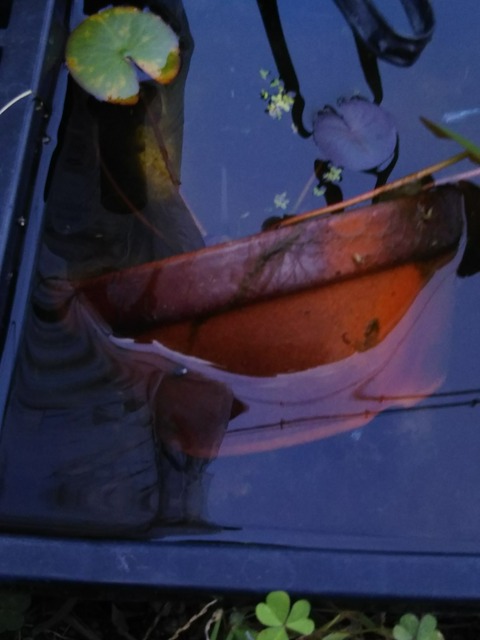 [画像:f07a0904-s.jpg]