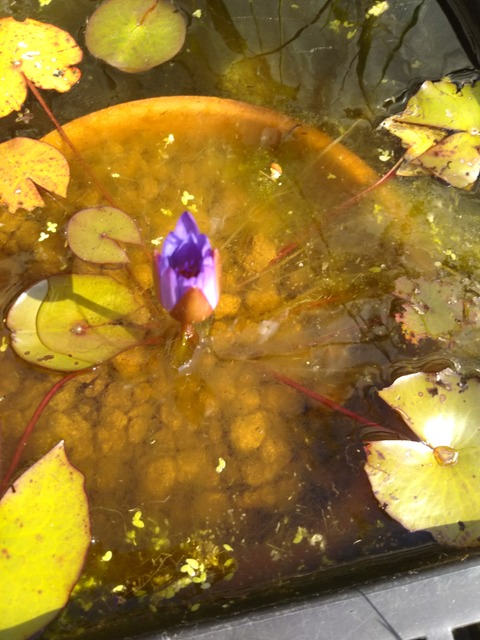 [画像:f0e1c560-s.jpg]