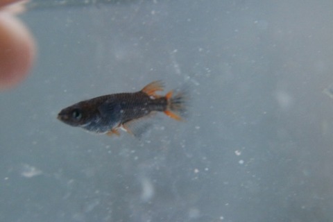 [画像:f2df5d56-s.jpg]