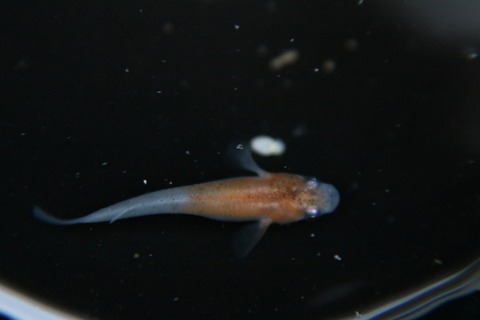 [画像:f3e7990f-s.jpg]