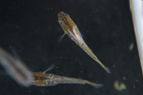 [画像:f41da8ae-s.jpg]