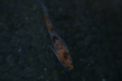 [画像:f56e6cb9-s.jpg]