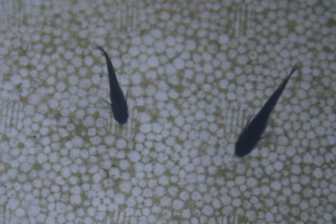 [画像:f731ac35-s.jpg]