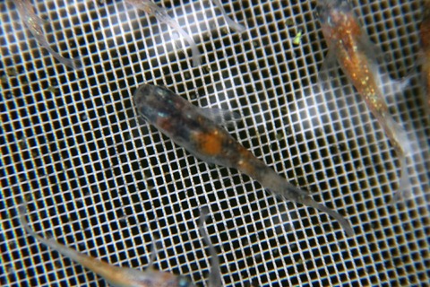 [画像:f7639790-s.jpg]