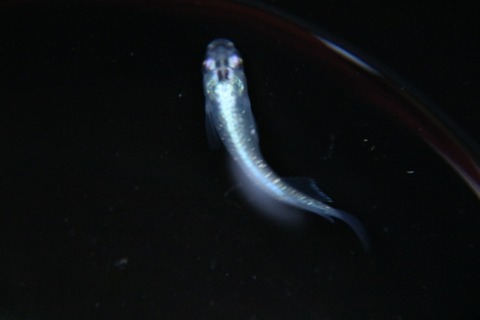 [画像:f7c7c559-s.jpg]