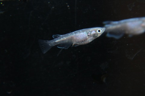 [画像:f82b9978-s.jpg]