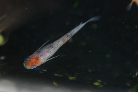 [画像:fb4d6530-s.jpg]