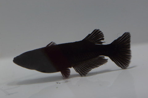 5N1A2076