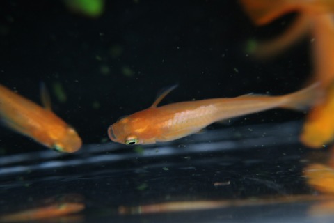 [画像:ff0a7b92-s.jpg]