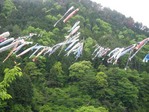 笠形山鯉のびり