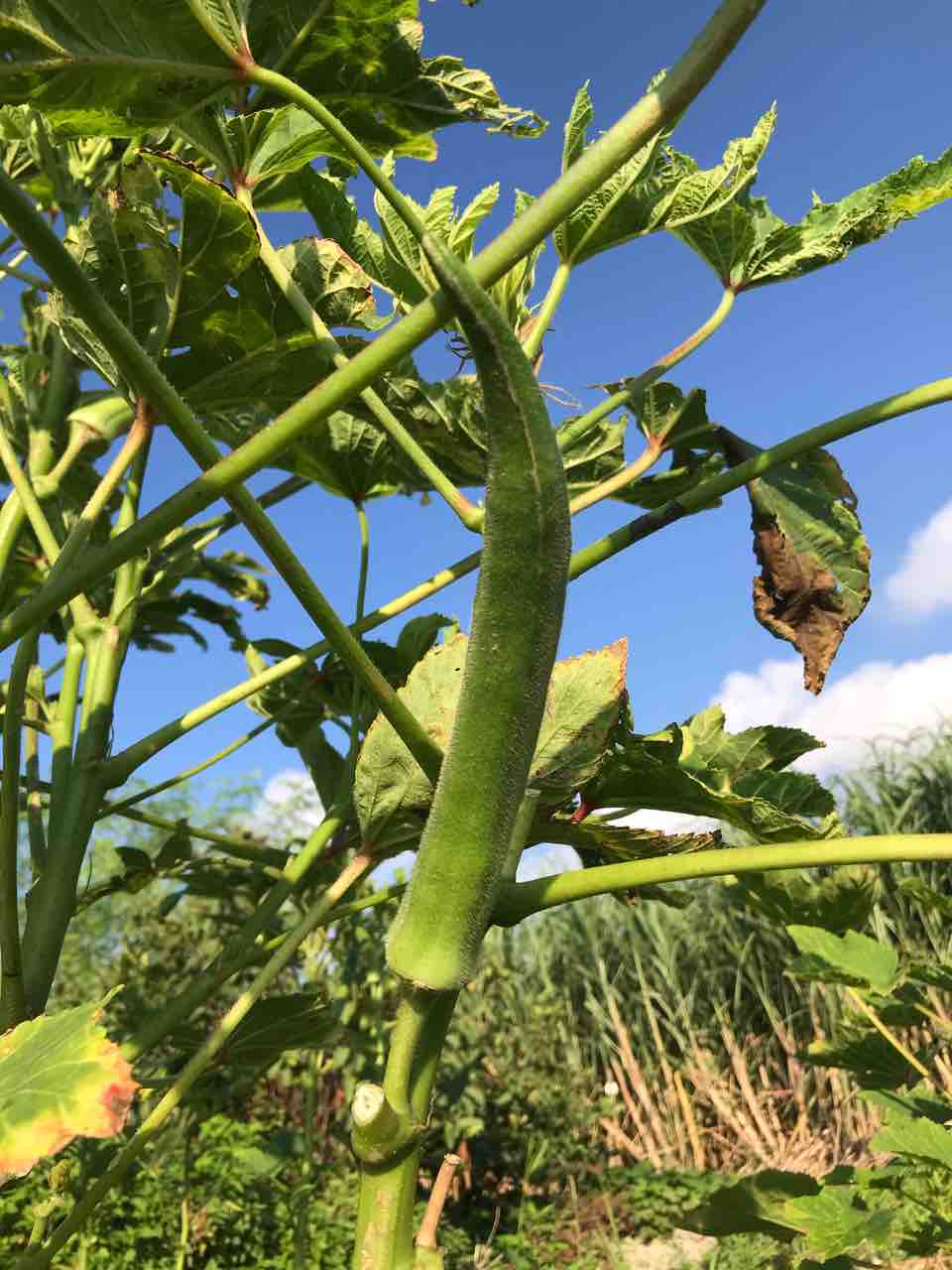 スイカの花 みずめの日々