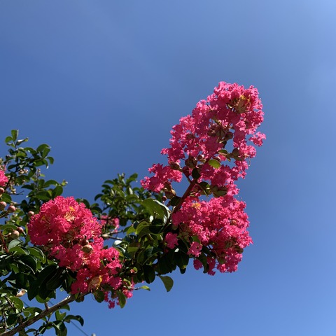 写真 2020-09-09 9 18 49