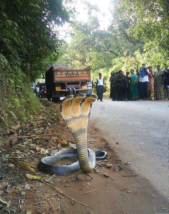 画像あり インドで3つ頭の蛇が発見される 迫力ありすぎワロタｗｗｗｗｗ スネークちゃんねる