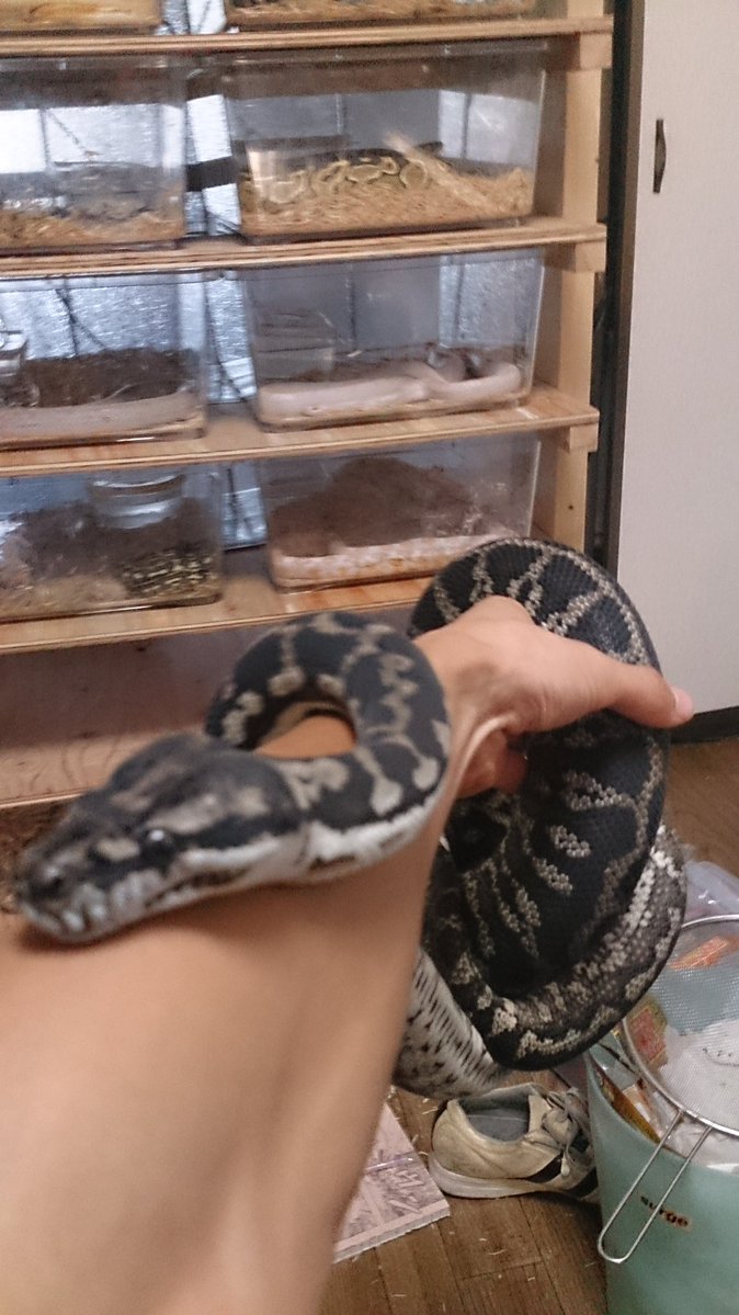 My Pet アザンティック Carpet Python Drm Repfarm My Pet アザンティック Carpet Python Drm Repfarm