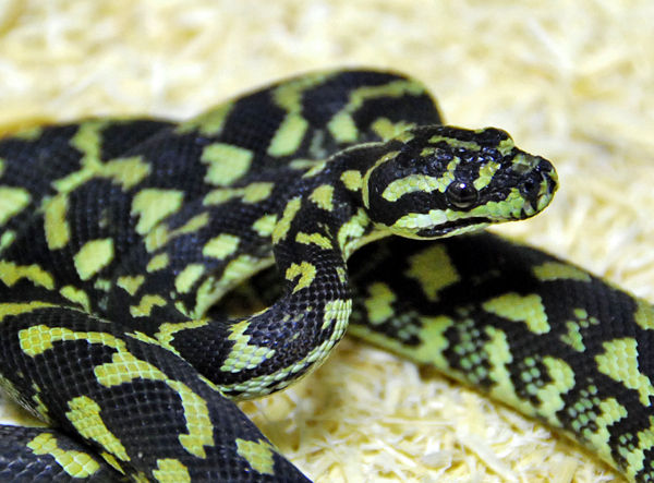 CARPET PYTHON】基亜種と亜種とモルフについて : DRM Repfarm