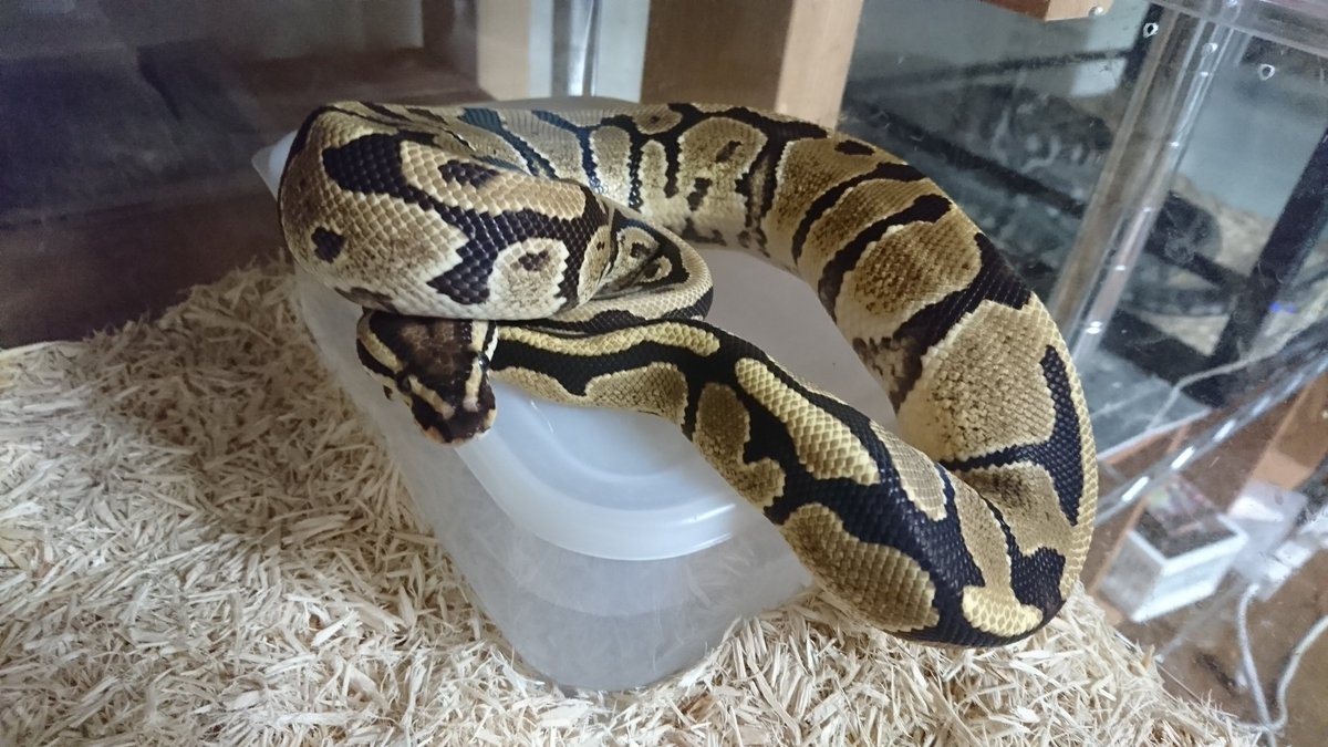 My Pet ファイアジェネティックタイガー Ball Python Drm Repfarm My Pet ファイアジェネティックタイガー Ball Python Drm Repfarm