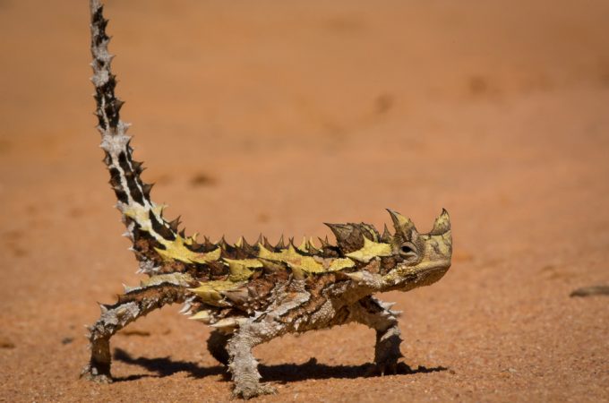 モロクトカゲ Thorny Devil Japaneseclass Jp