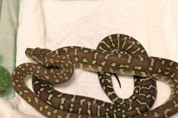 CARPET PYTHON】基亜種と亜種とモルフについて : DRM Repfarm