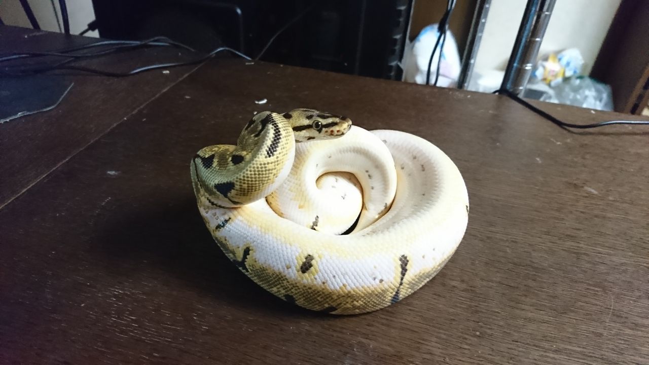 シングルモルフ スパイダー 解説 Drm Repfarm