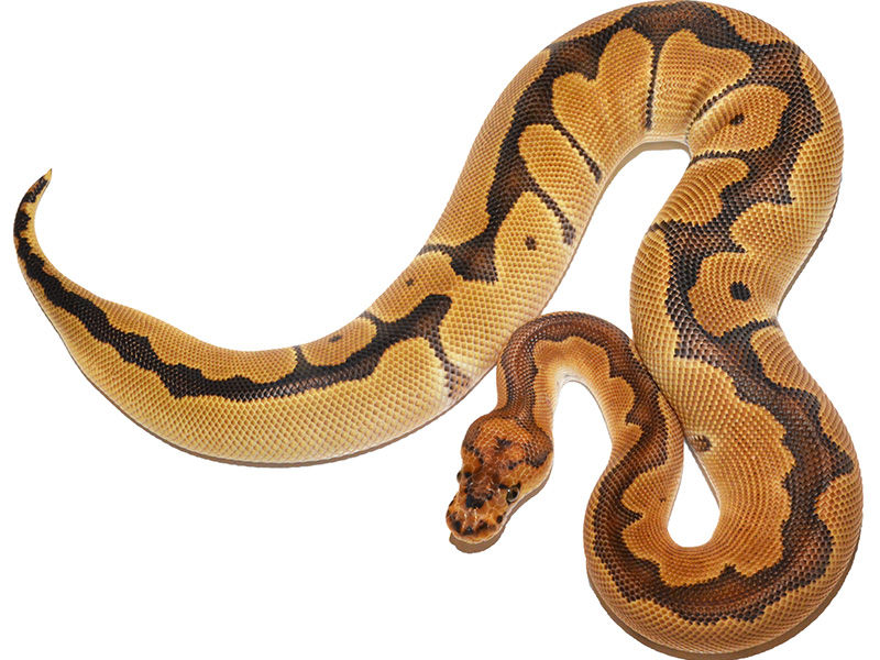 My Pet ファイアジェネティックタイガー Ball Python Drm Repfarm