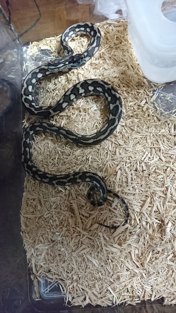 Carpet Python 基亜種と亜種とモルフについて Drm Repfarm Carpet Python 基亜種と亜種とモルフについて Drm Repfarm