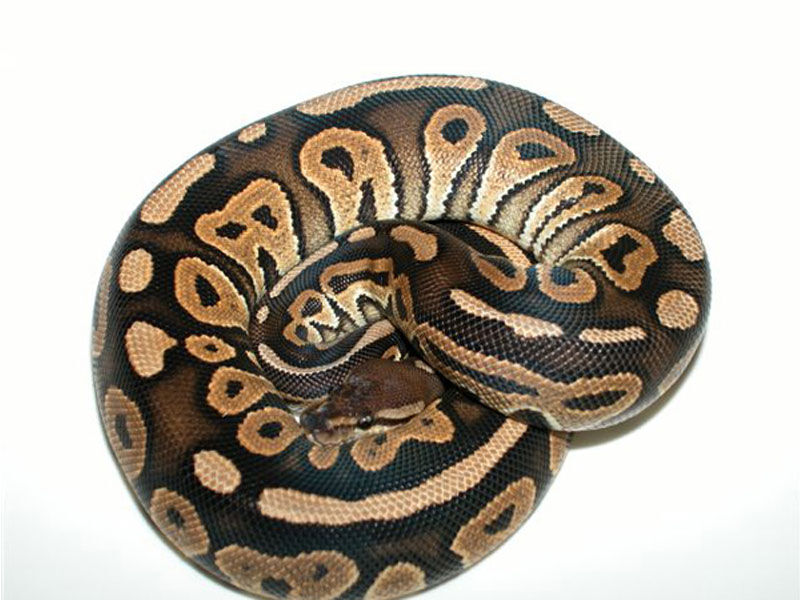 Ball Python 繁殖を考えた時持っておきたいモルフ Drm Repfarm Ball Python 繁殖を考えた時持っておきたいモルフ Drm Repfarm