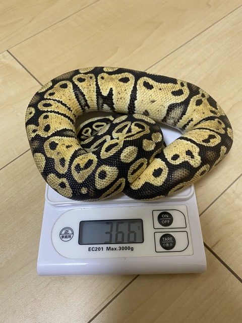 Ball Python 初めて飼うモルフお勧め10選 Drm Repfarm Ball Python 初めて飼うモルフお勧め10選 Drm Repfarm