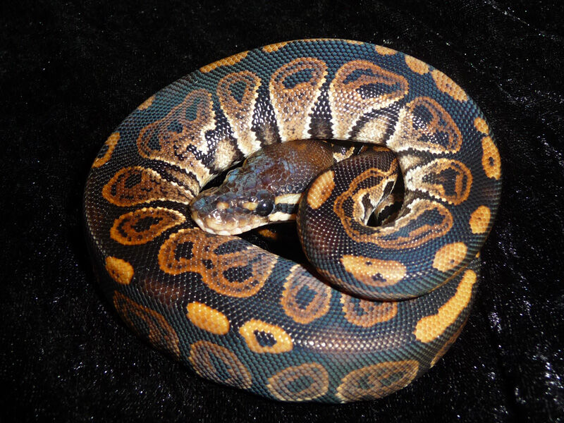 BALL PYTHON】繁殖を考えた時持っておきたいモルフ : DRM Repfarm