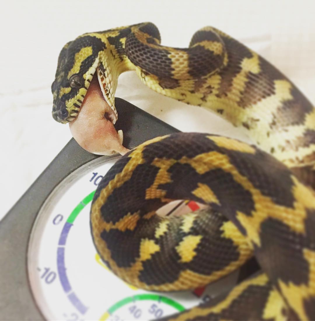 Carpet Python 基亜種と亜種とモルフについて Drm Repfarm Carpet Python 基亜種と亜種とモルフについて Drm Repfarm
