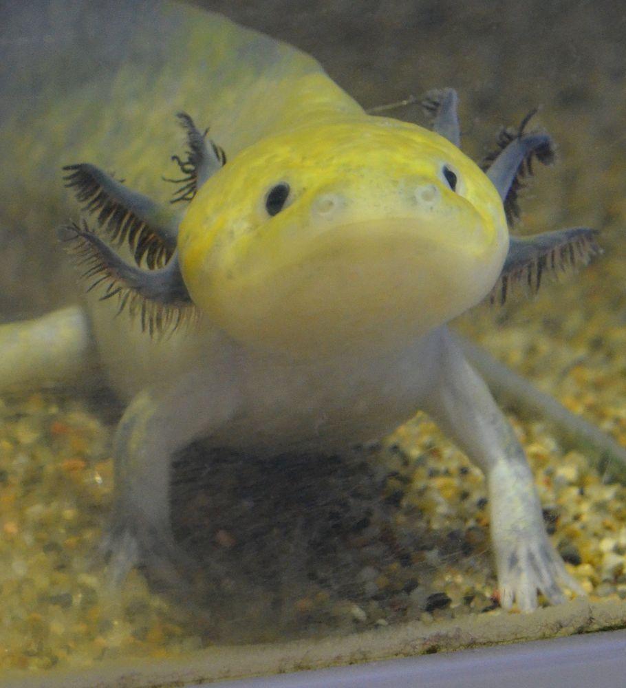 30年までに起こるペット業界の変化 5選 Drm Repfarm