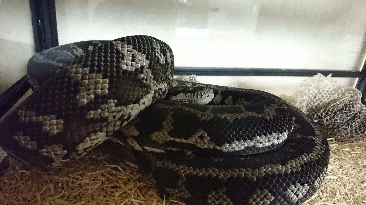 カーペットパイソン 資料 More Complete Carpet Python カーペット