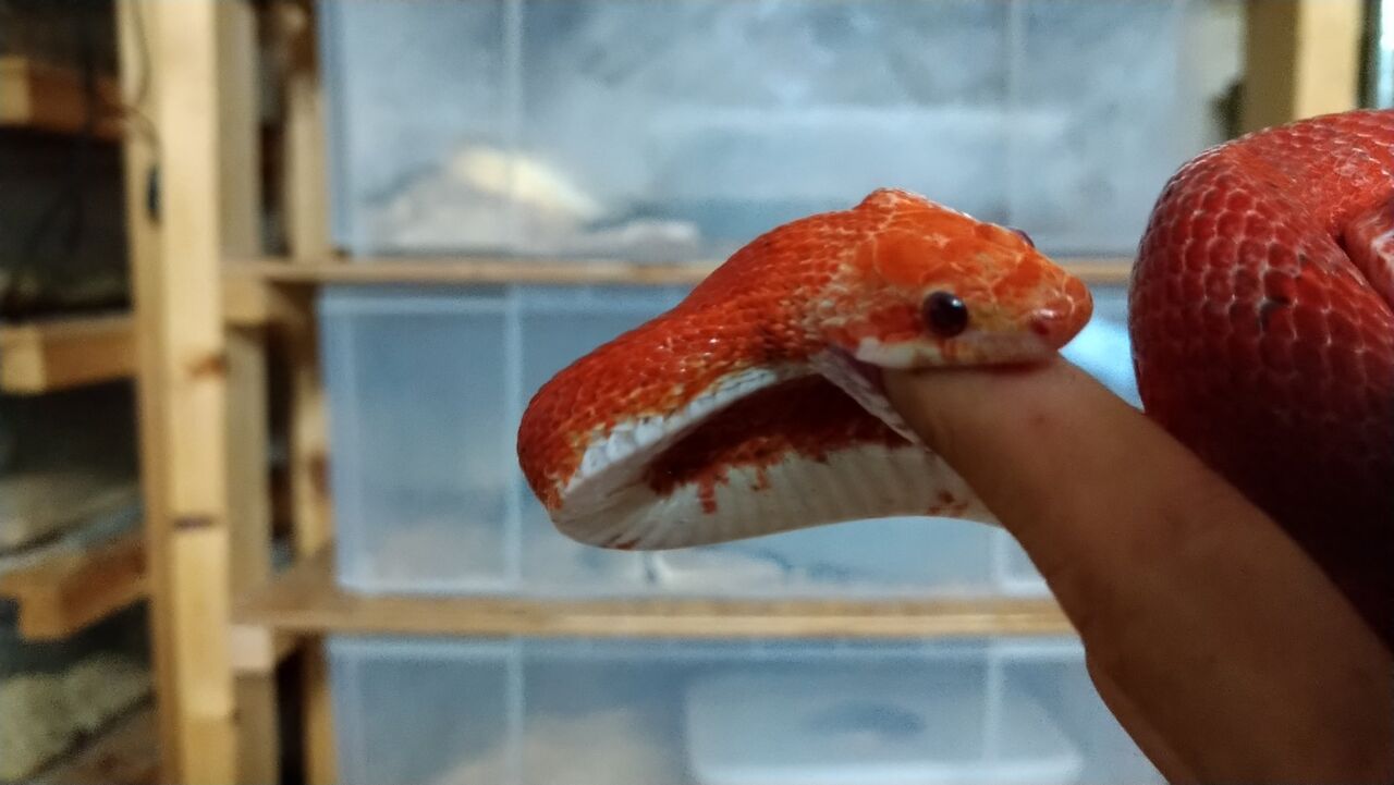 血のような赤い体色のヘビについにやられました Drm Repfarm 血のような赤い体色のヘビについにやられました Drm Repfarm