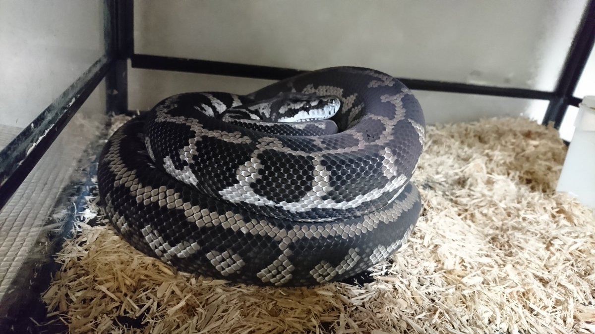 オマキニシキヘビ属 Morelia Snake Japaneseclass Jp