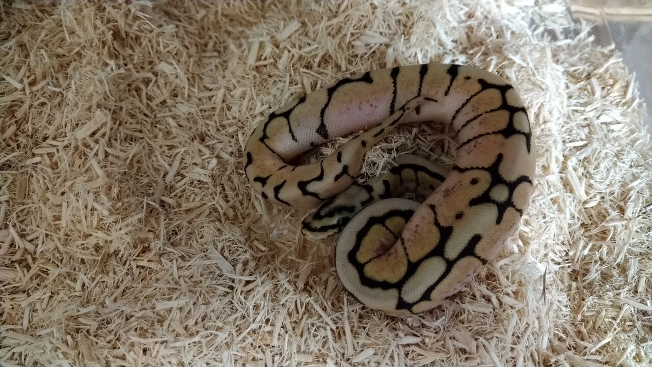 Ball Python 初めて飼うモルフお勧め10選 Drm Repfarm Ball Python 初めて飼うモルフお勧め10選 Drm Repfarm