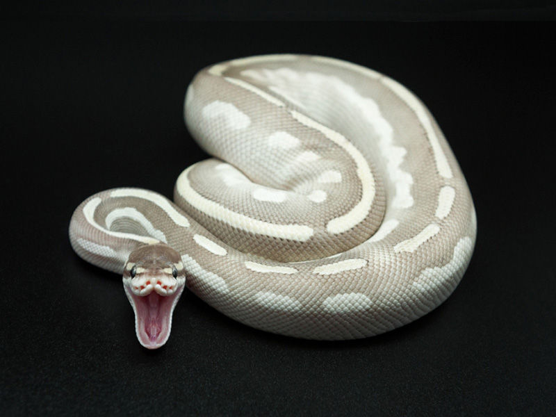 遺伝 品種のお話 対立遺伝体 Drm Repfarm