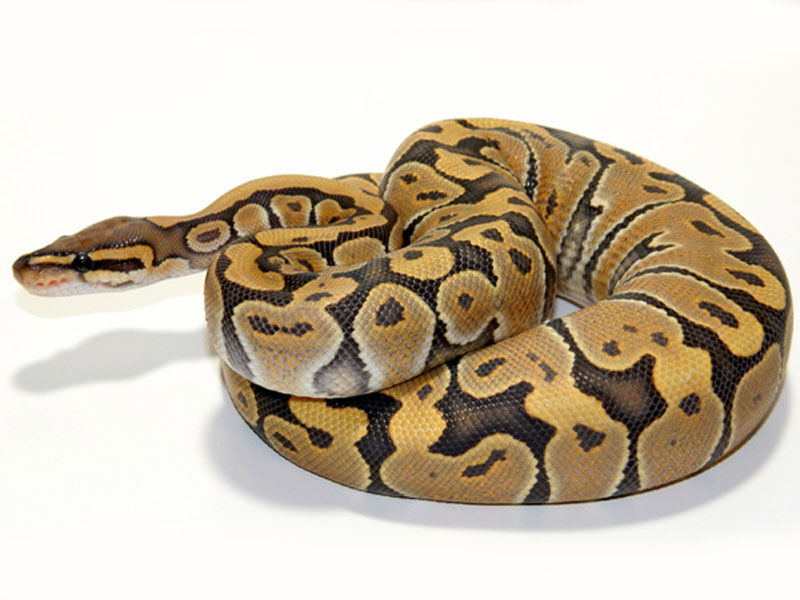 Ball Python 繁殖を考えた時持っておきたいモルフ Drm Repfarm Ball Python 繁殖を考えた時持っておきたいモルフ Drm Repfarm