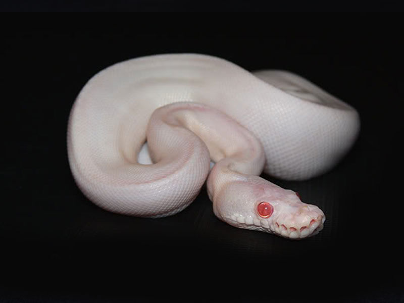 Ball Python 繁殖を考えた時持っておきたいモルフ Drm Repfarm Ball Python 繁殖を考えた時持っておきたいモルフ Drm Repfarm