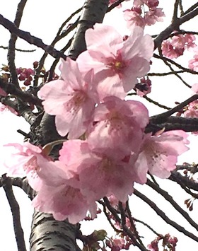 hikansakura 3