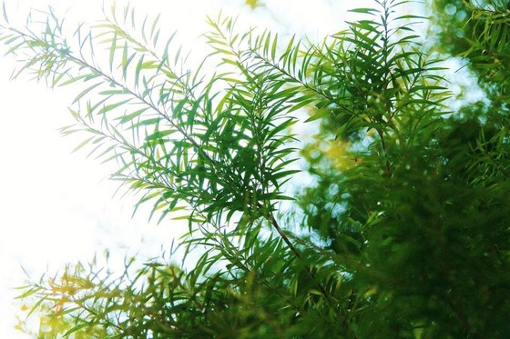 spring leaves 2