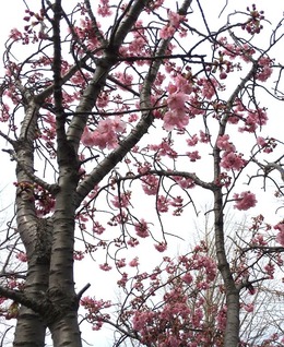 hikansakura 1