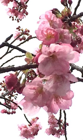 hikansakura 2