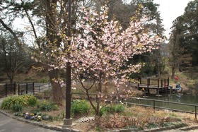 kawazu in park