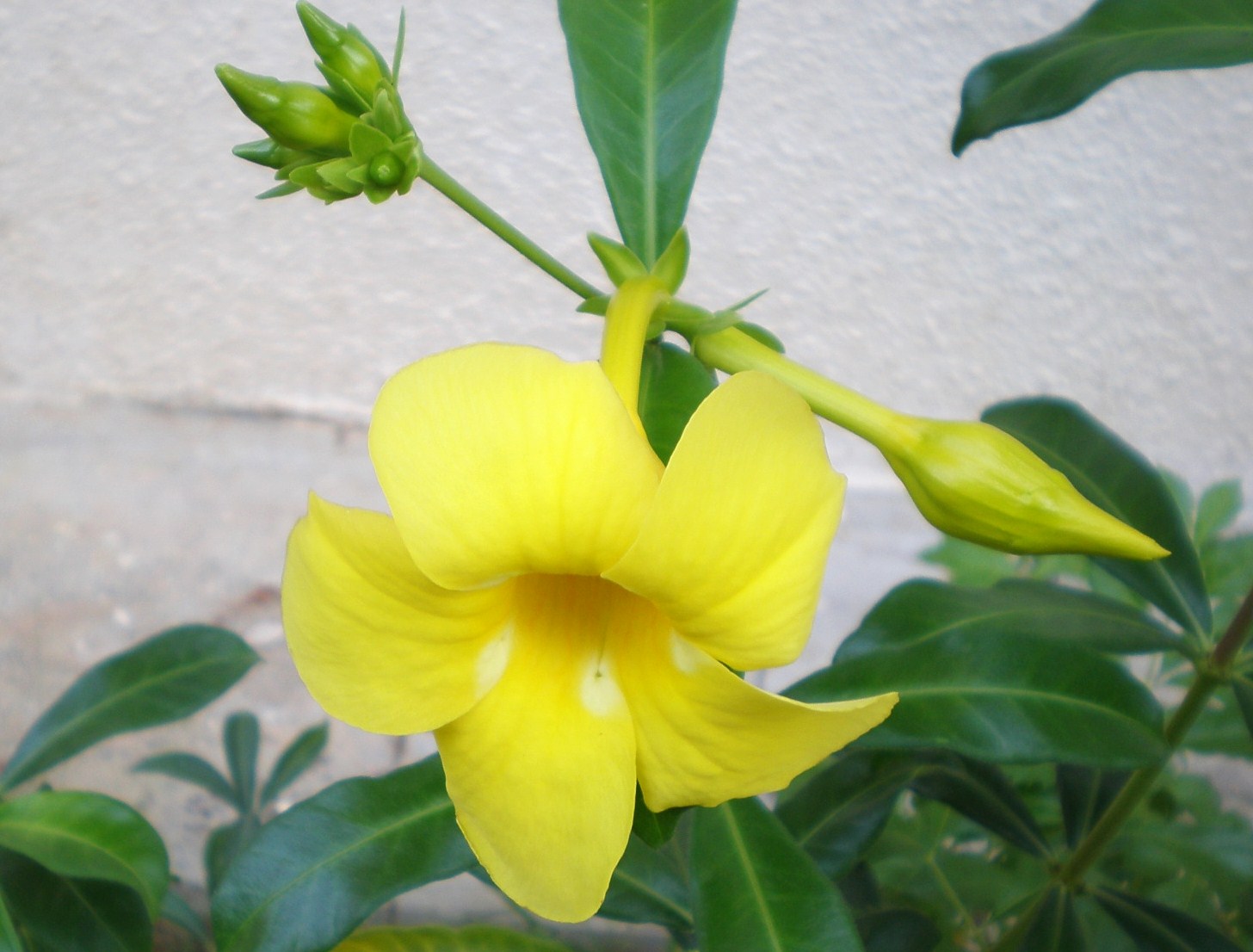常夏の国の花だより Young S Angle