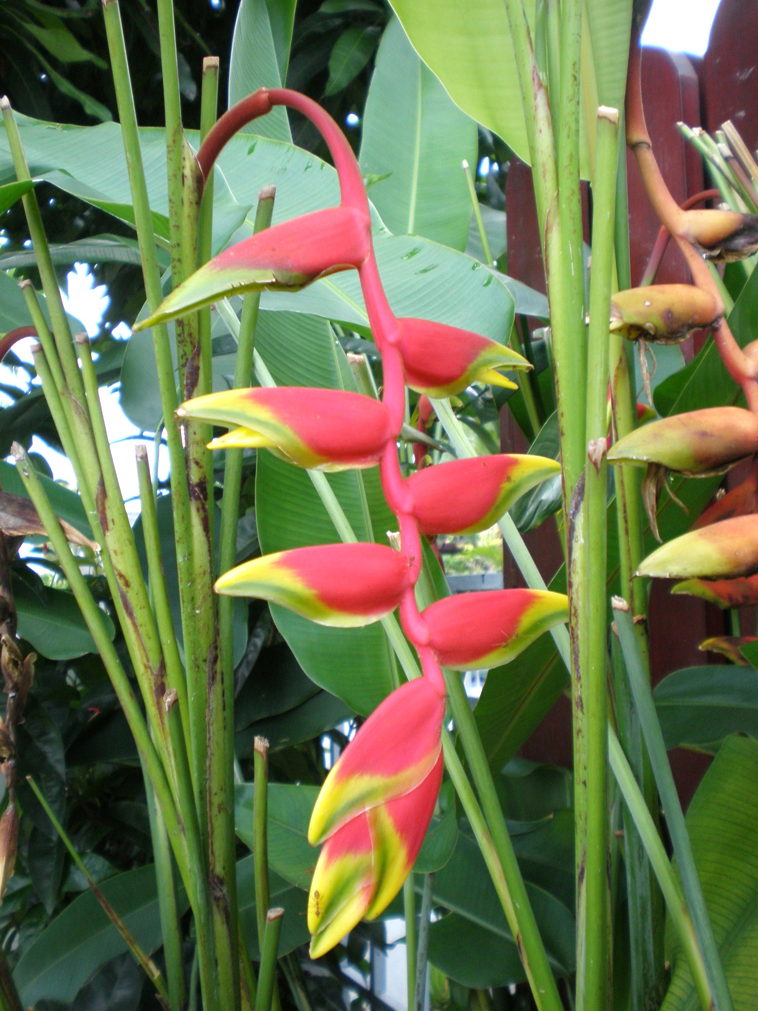 常夏の国の花だより Young S Angle