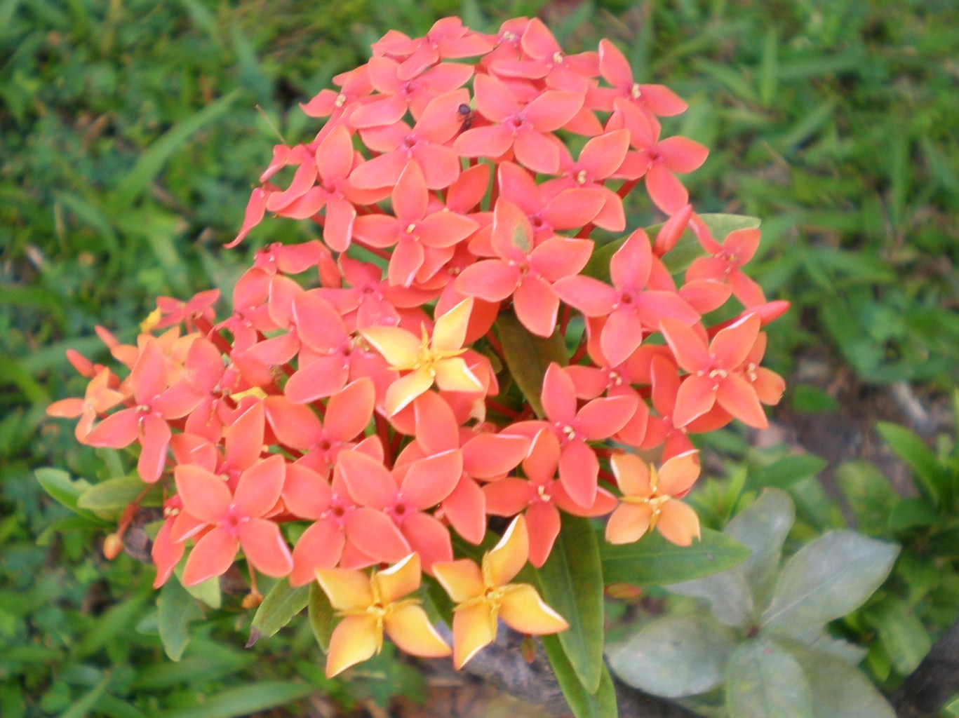 常夏の国の花だより Young S Angle